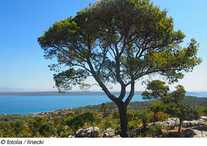 Unterkunft mit Meerblick in Dalmatien